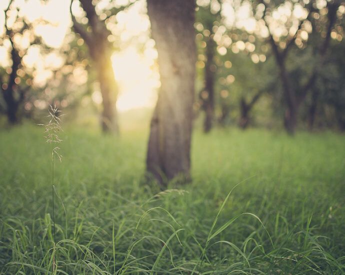 Grüngürtel Chorweiler-Nord: Ein grünes Juwel in neuem Glanz Grüngürtel Chorweiler-Nord: Ein grünes Juwel in neuem Glanz